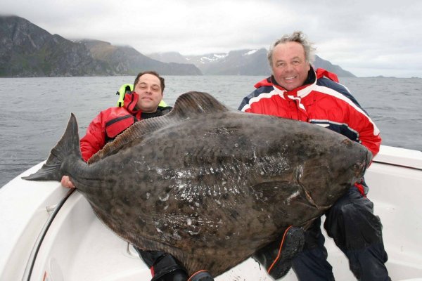 Широколобый губан