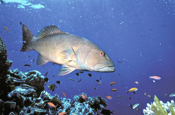 Групер Средиземного моря
