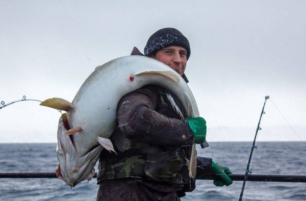 Пинагор Баренцева моря