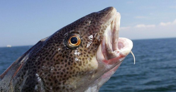 Обитатели Баренцева моря рыбы