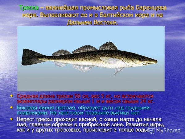 Дальневосточный морской заповедник подводный мир