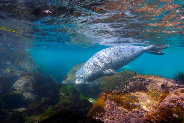 Зубатка Баренцево море