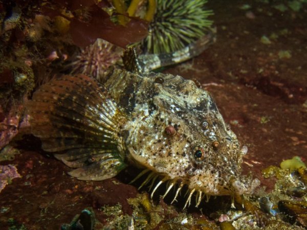 Пинагор рыба