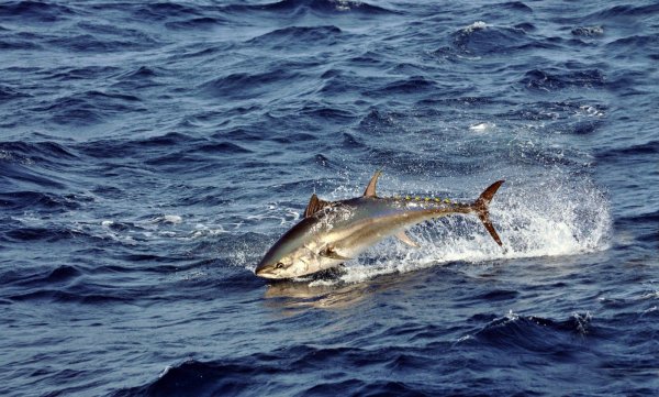 Промысловые рыбы Баренцева моря список