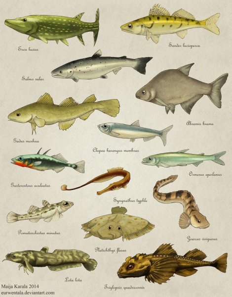 Треска рыбалка Мурманск