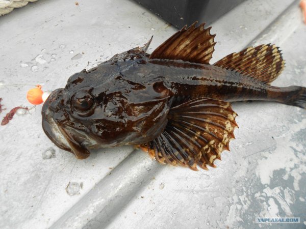 Зубатка Баренцево море