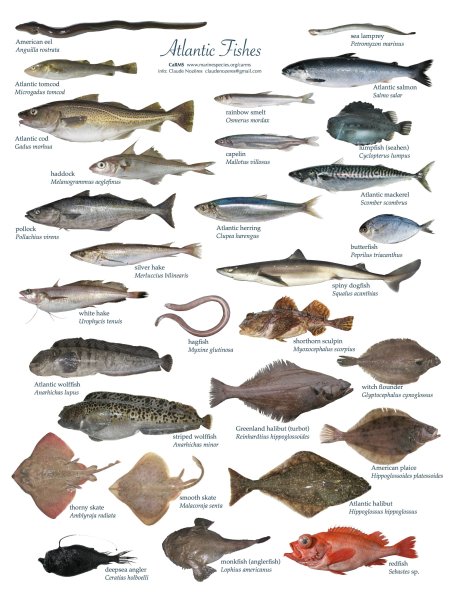 Треска Баренцева моря