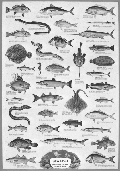 Промысловые рыбы бранцово моря