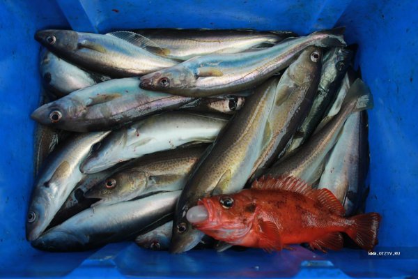 Обитатели Балтийского моря