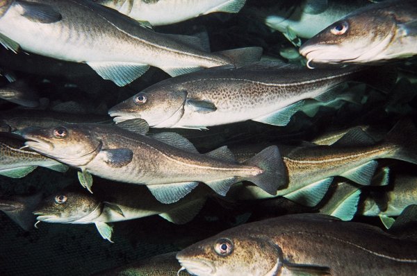 Обитатели Баренцева моря