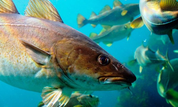 Промысловые рыбы Баренцева моря