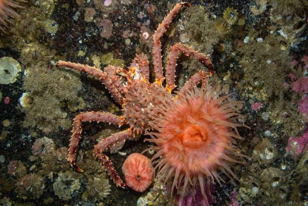 Морская рыба названия