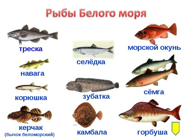 Промысловые рыбы бранцово моря