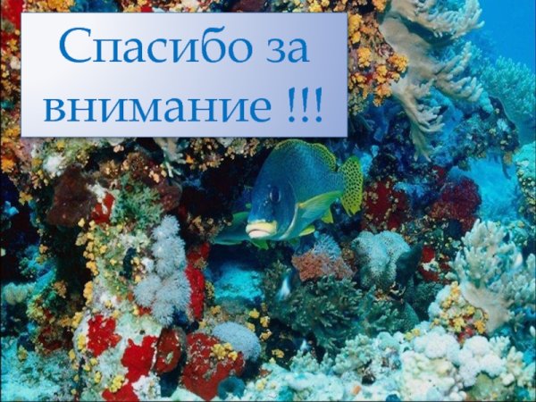 Спасибо за внимание дельфины