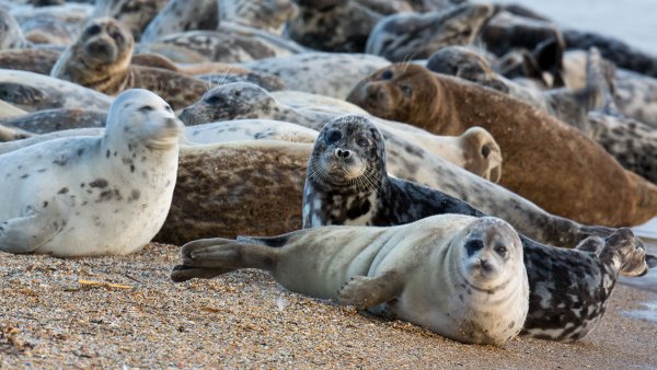 Каспийский тюлень (Каспийская Нерпа)