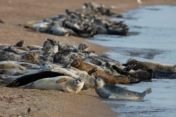 Каспийская Нерпа
