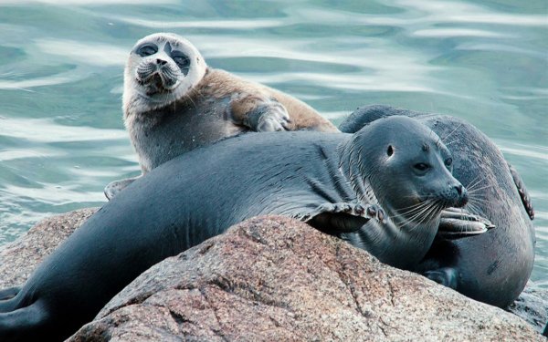 Каспийская Нерпа