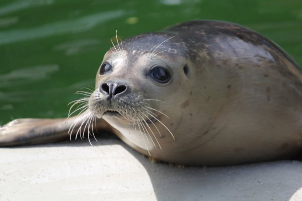 Каспийский тюлень Нерпа