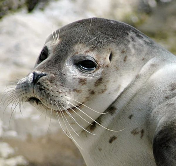 Каспийский тюлень phoca caspica