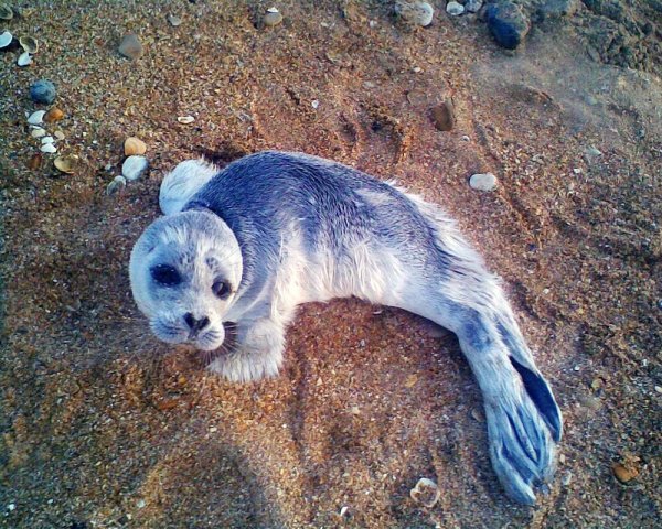 Тюлени Каспийского моря