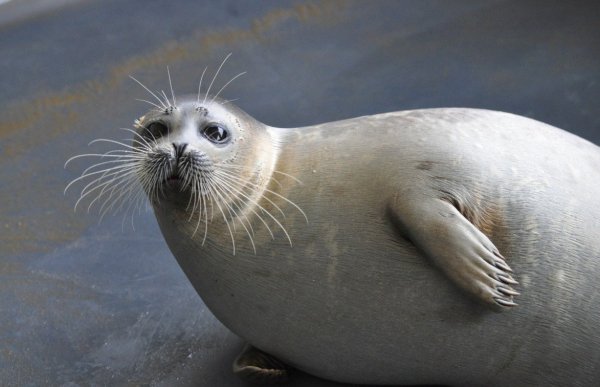 Каспийская Нерпа