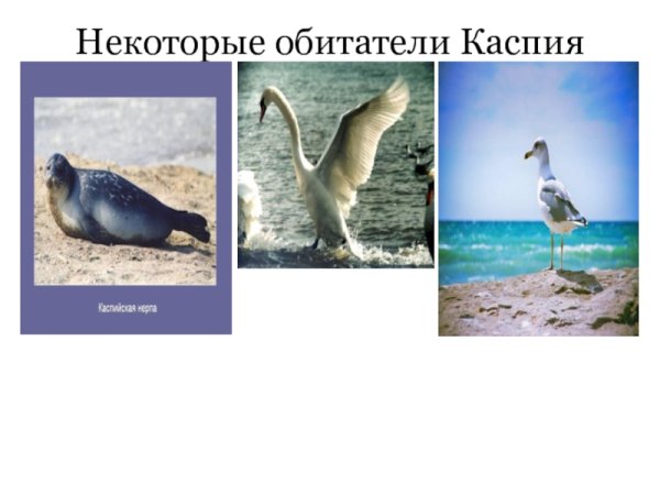 Животный мир Каспийского моря фауна Каспия