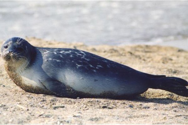 Нерпа Охотское море