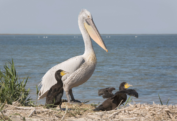 Флора и фауна Каспийского моря