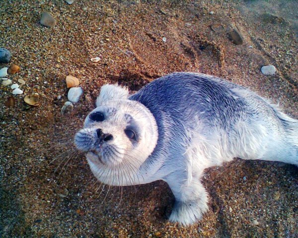 Морские котики лежбище