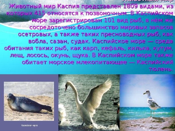 Тюлени Каспийского моря