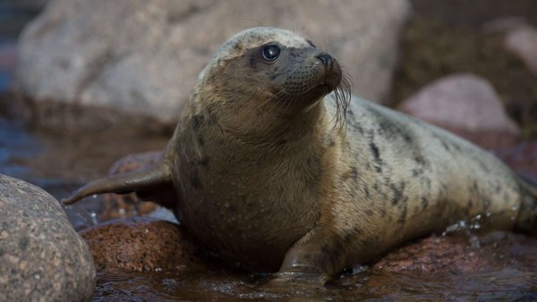 Животный мир Каспия