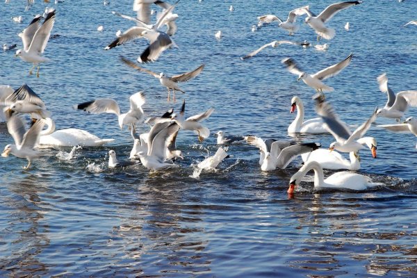 Актау лебеди