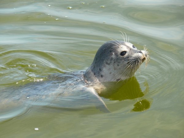 Белобрюхий тюлень в черном море