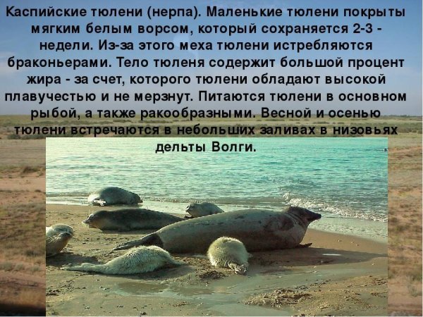 Нерпы Каспийского моря