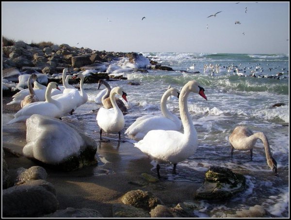 Морские млекопитающие ластоногие