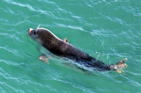 Обитатели Каспийского моря