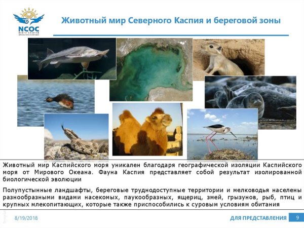 Белобрюхий тюлень в черном море
