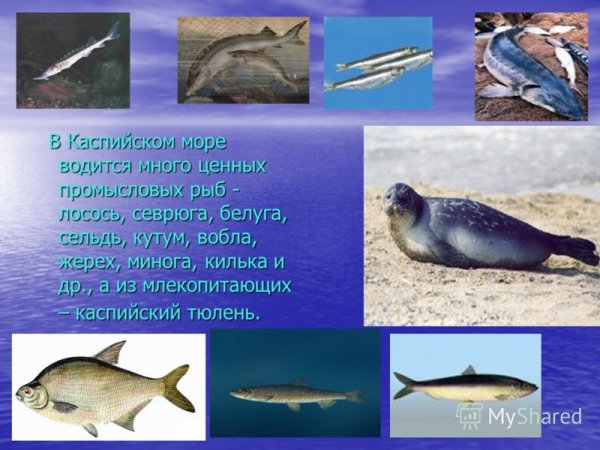 Атлантический лосось нерест