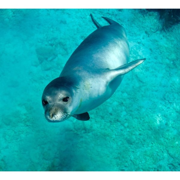 Каспийский тюлень (Каспийская Нерпа)