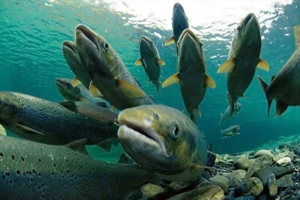 Органический мир Каспийского моря