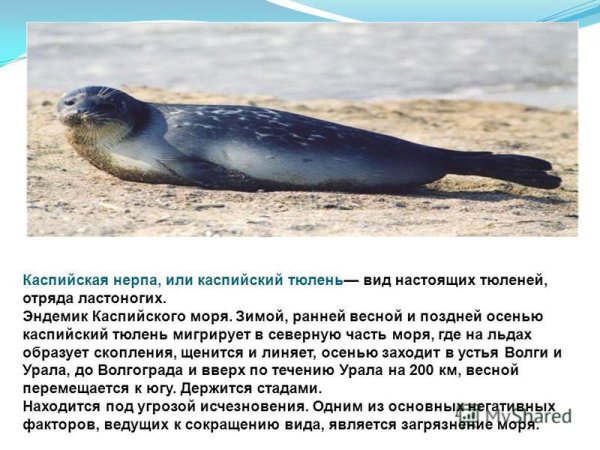 Флора Каспийского моря