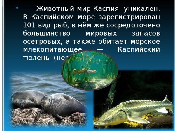 Осетр Белуга севрюга