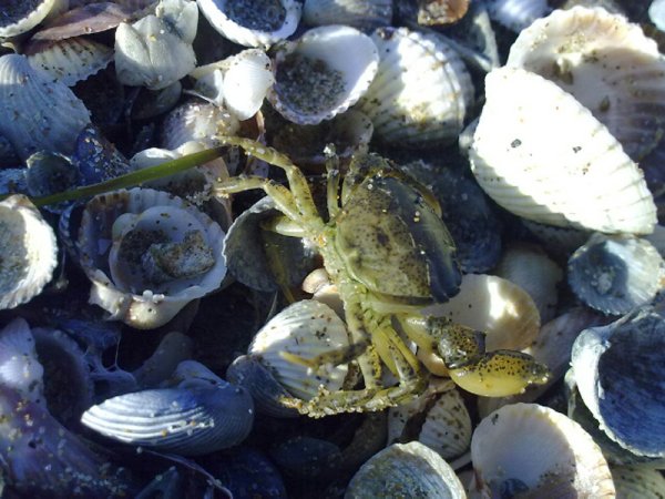 Кефаль Азовская