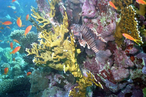 Рыбы Каспийского моря