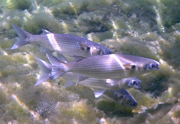 Животный мир Каспийского моря фауна Каспия