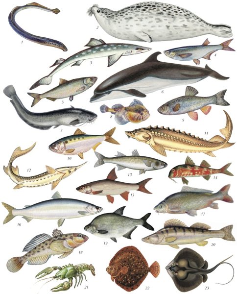 Рыбы Каспийского моря