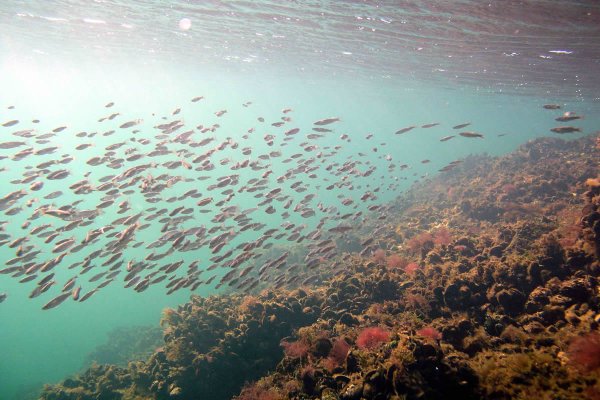 Каспийская Нерпа фауна Каспийского моря