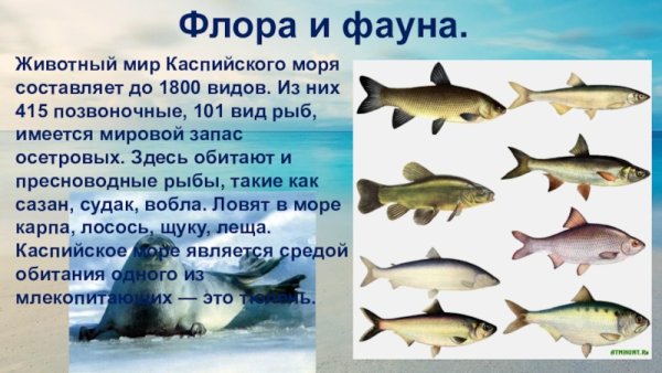Фауна Каспийского моря