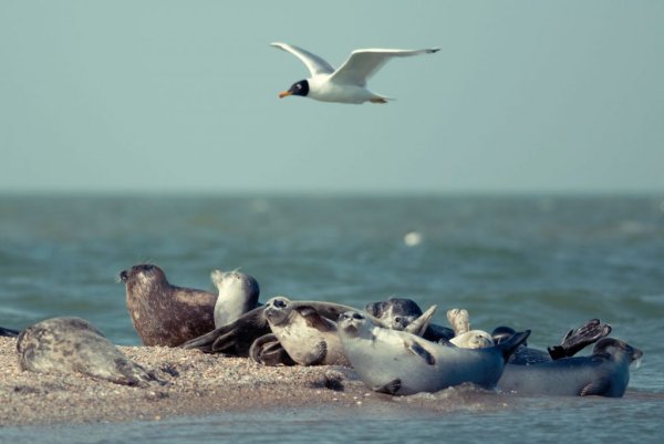 Каспийская рыба игла