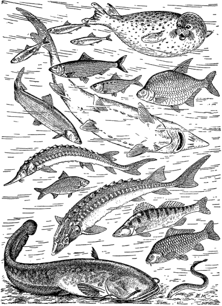 Байкал кольчатая Нерпа